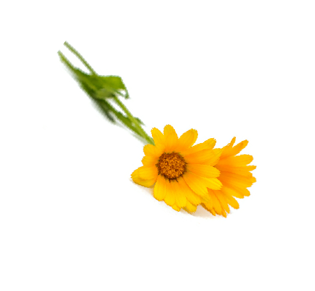 Calendula  herb