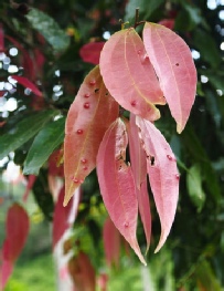 Oganic cinnamon plant leaves